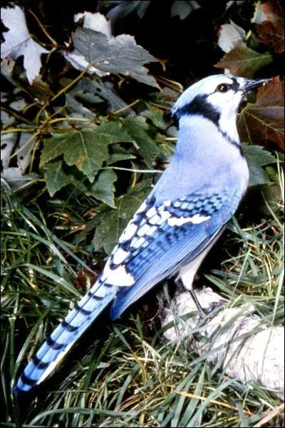 Quel est le nom de cet oiseau ?