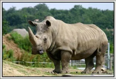 Aprs combien de mois une femelle rhinocros met-elle au monde son petit ?