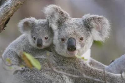 O peut-on trouver ces beaux koalas ?
