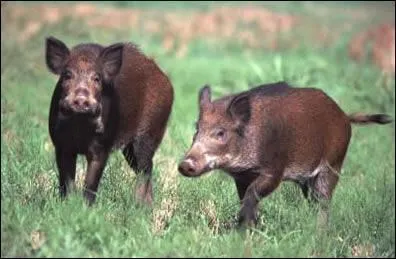 Les sangliers sont des omnivores.