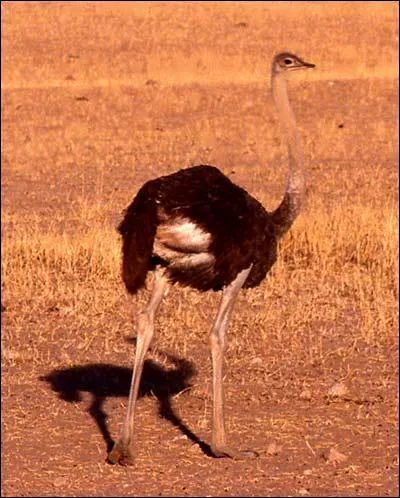 L'autruche est le plus rapide des oiseaux terrestres. Elle se dplace en marchant et peut courir  une vitesse de : 