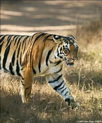 Les tigres sont des flins.