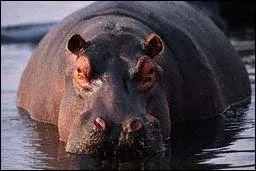 La longvit d'un hippopotame en libert est de :
