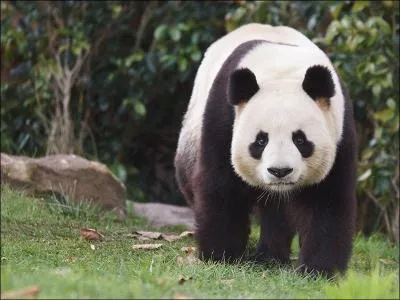 Quels sont les prnoms des deux pandas qui ont trouv domicile au zoo de Beauval ?