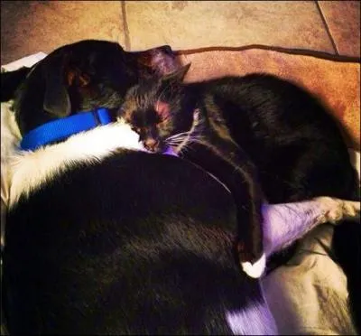 Comment s'appelle le sommeil o se produisent les rves dont on se souvient ?