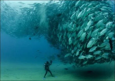 Dans quelle oeuvre peut-on lire : Sous moi donc, cette troupe s'avance ?