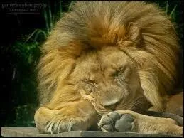 De quel pays vient ce proverbe : Mieux vaut un vieux lion rassasi au pouvoir qu'un jeune lion affam.  ? (Indice : Porto-Novo)