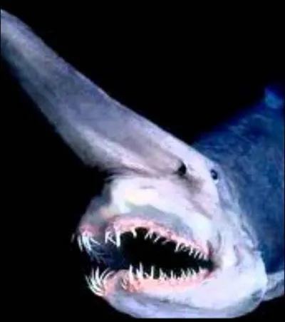 Comment s'appelle ce requin au corps flasque et aux petites nageoires ?