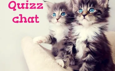 Quiz Chats