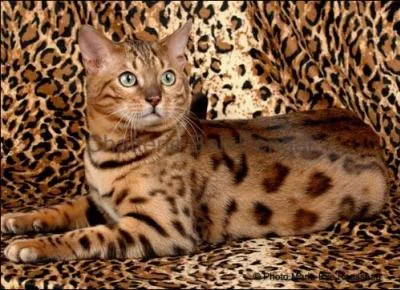 Quelle est la race de ce chat ?