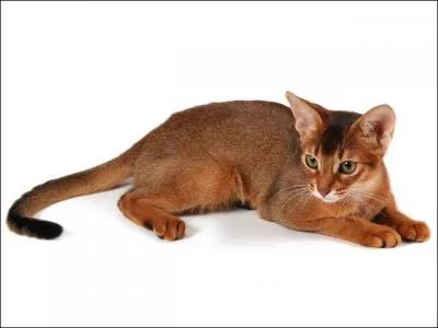 Quelle est la race de ce chat ?