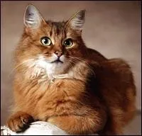 Quelle est la race de ce chat ?