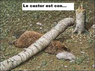 Affluent de la Seine portant l'ancien nom du castor !