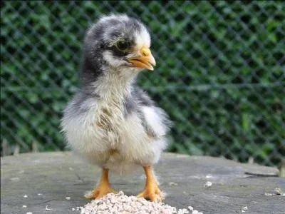 Quel est cet animal ?