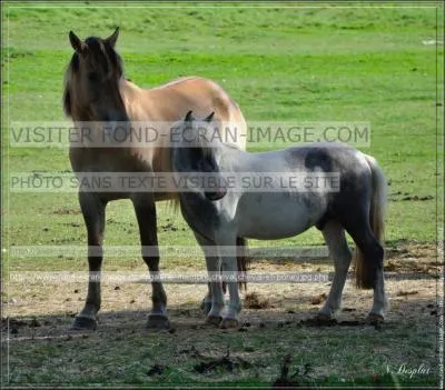 Les trois tailles diffrentes des quids sont :