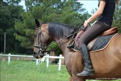Qu'est-ce que la  mise en selle  ?