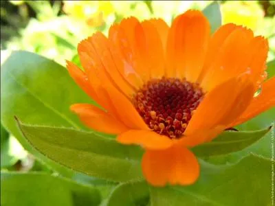 Comment s'appelle cette jolie fleur, dont le nom ne constitue pas le trait le plus agrable ?