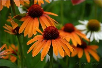 Quel est le nom de cette fleur, qui ressemble ni plus ni moins  une grosse marguerite ?