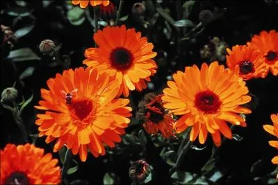 Connaissez-vous le nom de cette fleur, utilise en cosmtique et en pharmacie ?