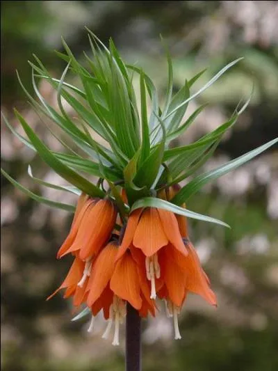 Comment s'appelle cette belle fleur aristocratique ?