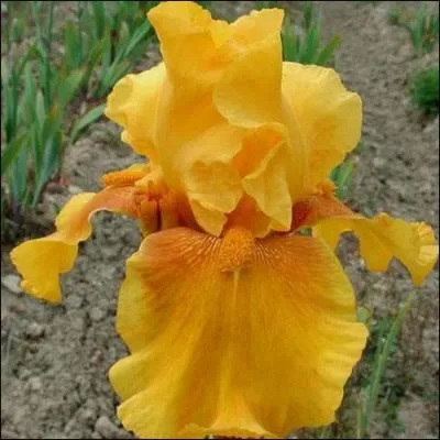 Connaissez-vous le nom de cette fleur, aux nuances subtiles ?