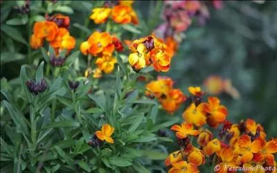 Connaissez-vous le nom de cette jolie fleur,  l'odeur pice ?