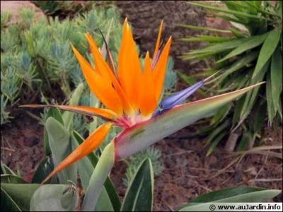 Comment s'appelle cette jolie fleur dont le nom enchanteur dsigne aussi un animal color et une constellation ?