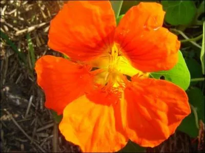 Quel est le nom de cette fleur discrte originaire du Prou ?