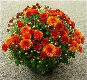 Quel est le nom de cette fleur, qu'il vaut mieux viter d'offrir aux personnes susceptibles ?