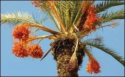 Quel est l'arbre qui produit cette fleur ?