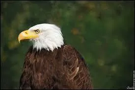 C'est un trs grand oiseau de proie, dont l'envergure atteint 2, 50 m :