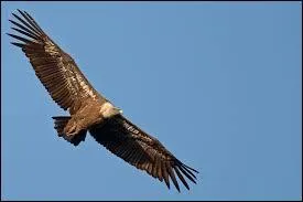 Ce vautour commun vit en Europe, en Afrique, au Proche-Orient et en Asie :