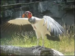 Son surnom est  Vautour pape  :