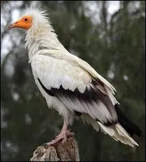 C'est le plus petit vautour de l'Ancien Monde :