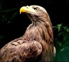 Une envergure de 2, 30 m permet  cet norme oiseau de planer trs haut dans le ciel, prt  fondre sur une proie au sol :