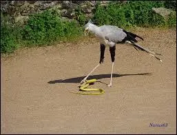 Chasseur de serpents, cet oiseau aux pattes longues comme celle d'une cigogne poursuit trs vite ses proies et les tue en les pitinant  coups de serres :