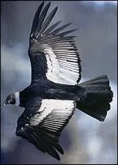 Ce vautour de taille imposante est l'oiseau ayant la plus grande envergure :