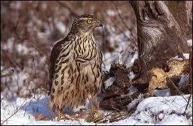 Cet oiseau est un redoutable prdateur. Habile chasseur, il se tient souvent perch sur un arbre, prt  fondre sur une proie passant  sa porte :