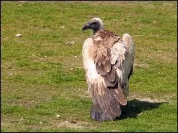 Malgr sa taille, ce grand oiseau est discret en comparaison des autres charognards. Il ne se sert pas le premier sur une carcasse frache et se fait mme bousculer par les autres quand il s'approche timidement :