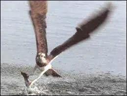 Cet oiseau est parfaitement adapt  la pche. Il survole lacs et plans d'eau attendant qu'un poisson s'aventure  la surface :