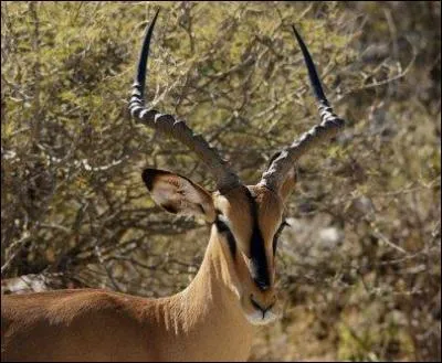 Sur le continent africain...