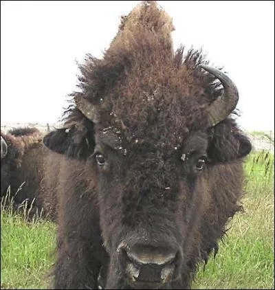 Une forte tte, une de plus...