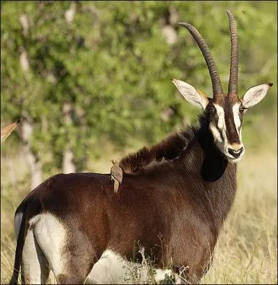 Toujours en Afrique...