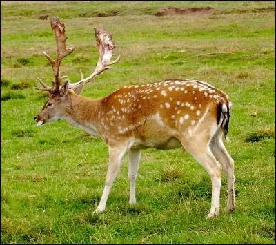 On en voit dans tous les parcs animaliers...