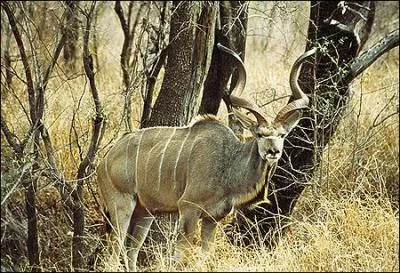 Encore  sur le sol africain