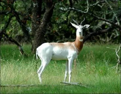 C'est une gazelle, mais encore...