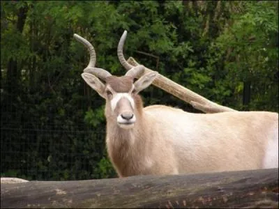 C'est une gazelle, mais encore...