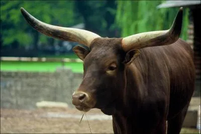 De superbes cornes...