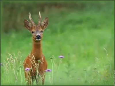 On peut le rencontrer dans nos forts...