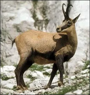 Dans nos montagnes...